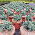 Borievka šupinatá (Juniperus squamata) ´BLUE STAR´ - ∅ 10-15 cm, kont. C3L